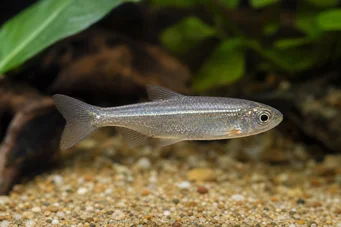 Poissonsus picus (Ryba pokrzywna)