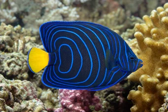 Pomacanthus annularis (Ryba pierścieniowa)