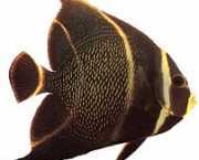 Pomacanthus paru Francuski anioł