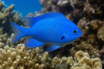 Pomacentrus caeruleus (Niebiesko-zielona dama)