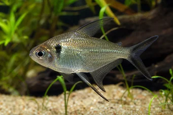 Poptella longipinnis (Długie płetwy tetra)