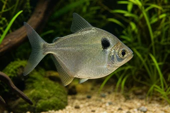 Poptella orbicularis (Dysk charakterystyczny)