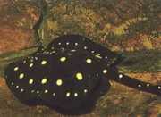 Potamotrygon henlei Linia ognia