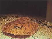 Potamotrygon hystrix Marmurowa linia słodkow...