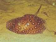 Potamotrygon motoro Océlée słodkowodna pa...