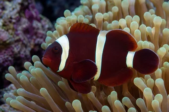 Premnas biaculeatus (Klown ciernisty)