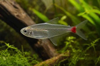 Prionobrama filigera (Czerwony charakter szklany)