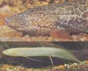 Protopterus aethiopicus ... Protopter Etiopia