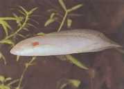 Protopterus annectens an... Afrykański Dipneuste