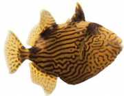 Pseudobalistes fuscus Wermikulowany