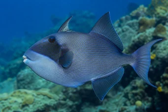 Pseudobalistes fuscus (Wermikulowany)