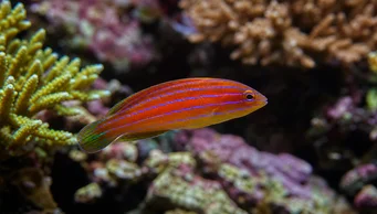 Pseudocheilinus hexataenia (Sześciokiniowy labrum)