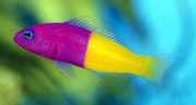 Pseudochromis paccagnell... Ryba waniliowa
