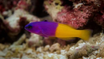Pseudochromis paccagnellae Ryba waniliowa