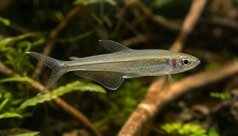 Pseudocorynopoma doriae (Latawiec)