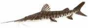 Pseudoplatystoma fasciat... Tygrys
