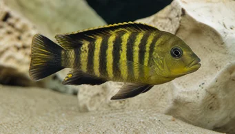 Pseudotropheus crabo (Pseudotrofeus Chameleon)