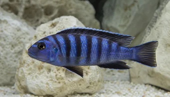 Pseudotropheus elongatus (Wydłużony cichlid)
