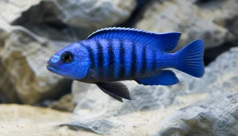 Pseudotropheus saulosi