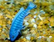 Pseudotropheus socolofi Niebieski cichlid