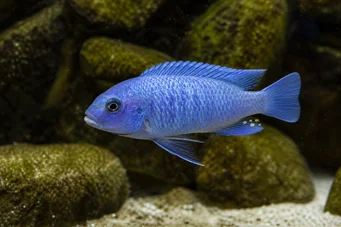 Pseudotropheus socolofi (Niebieski cichlid)