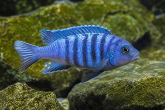 Pseudotropheus tropheops (Żółty)