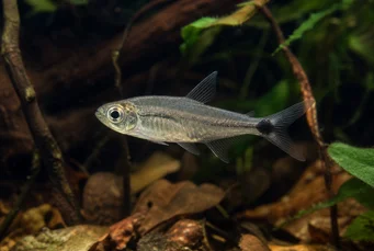 Pterobrycon myrnae (Brycon (tetra) w płetwach)