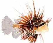 Pterois radiata Promieniowane ryby punkt...