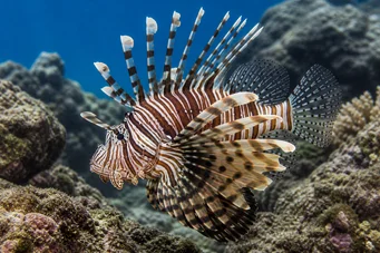 Pterois sphex (Hawaii Pterois)