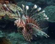 Pterois volitans Zdobywanie ryb