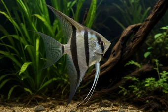 Pterophyllum scalare (Skalarny)