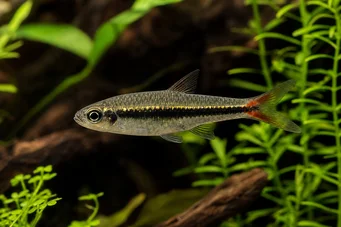 Rasbora borapetensis Czerwony