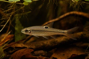 Rasbora dorsiocellata Rasbora w Ocelle