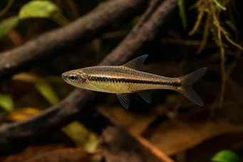 Rasbora einthoveni Rasbora einthoveni
