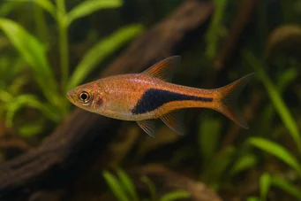 Rasbora heteromorpha