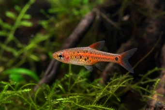 Rasbora maculata
