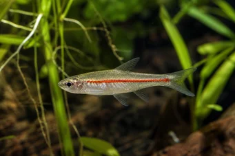 Rasbora pauciperforata (Czerwona linia Rasbora)