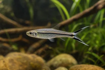 Rasbora trilineata Nożyczki Rasbora