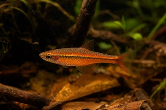 Rasbora vaterifloris Perła