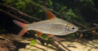 Rhoadsia altipinna Tetra-arc-en-cyno