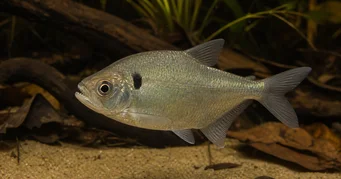 Roeboides descalvadensis Hunchback, głowa na dnie Descalvado