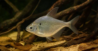 Roeboides meeki Szklana tetra