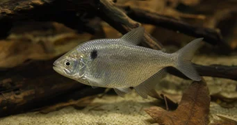 Roeboides paranensis Hunchback, głowa na dnie Paragwaju