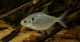 Roeboides thurni Tetra szklana kciuka