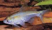 Saccoderma melanostigma Czarne plamki Tetra