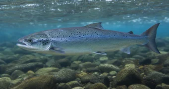 Salmo salar (Łosoś Atlantyku)