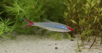 Sawbwa resplendens (Osłuszki Sawbwa)