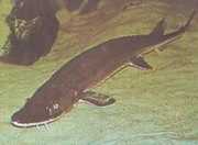 Scaphirhynchus platorhyn... Sturgeon platformy