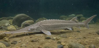 Scaphirhynchus platorhynchus (Sturgeon platformy)