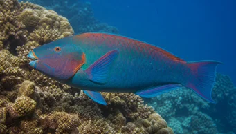 Scarus rubroviolaceus (Łąka)